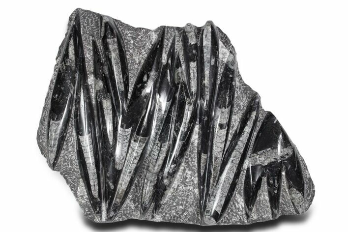 Polished Fossil Orthoceras (Cephalopod) Plate - Morocco #359581